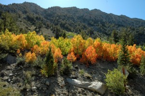 Sabrina Campground - CA-168