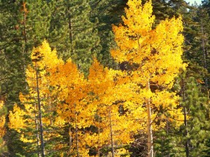 Aspen - Deans Valley (10/29/09)