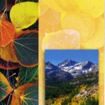 Eastern Sierra Fall Color Guide