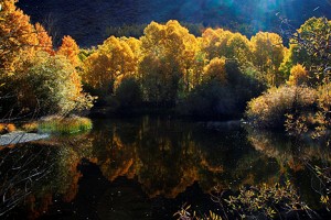 Reverse Creek, June Lake (10/18/09)