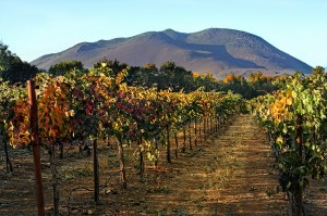 Vineyard, Lower Lake (10/12/09)