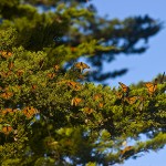 Monarch Butterflies (1/15/06)
