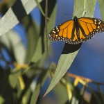 Monarch Butterfly (1/16/06)