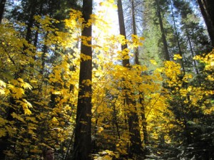 Bigleaf Maple, Plumas County (10/17/09)