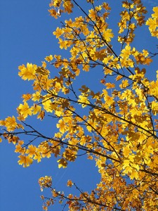 Bigleaf Maple, Plumas County (10/17/09)