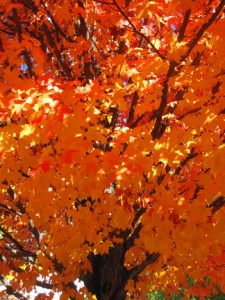 Eastern Sugar Maple, Quincy (10/17/09)