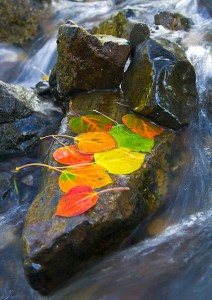 Colorful aspen leaves in Rock Creek