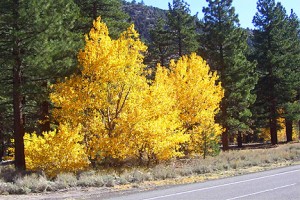 Sonora Pass (10/25/09)