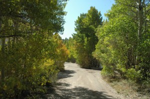 South Fork Loop Road (10/6/09)
