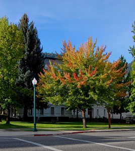 Sweet Gum, Plumas County Courthouse, Quincy (10/7/09)