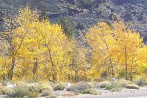 Walker Canyon (10/25/09)