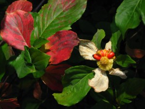 Mountain Dogwood (10/9/09)
