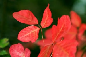 Poison Oak (stock photo)