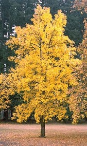 Oregon Ash (stock photo)