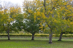 Walnut Orchard and Vineyards, Abbey of New Clairvaux (11/5/09)