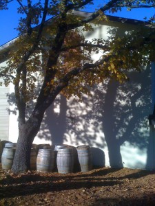 Holly Hill Vineyard (11/16/09)