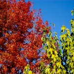 Gum and Mulberry trees, Lakeport (11/24/09)