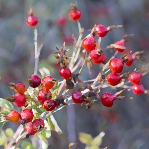 Rose Hips, Napa Valley, 2009 (John Poimiroo)