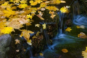 YGS - Fern Spring - Autumn