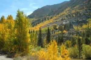 Surveyor's Meadow 2