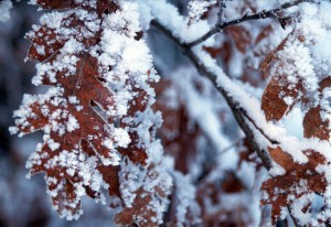 Winter - Oak Hoar Frost - 300