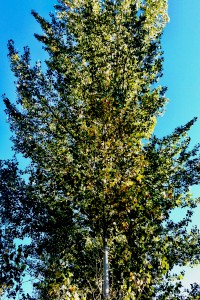 Black Cottonwood 1