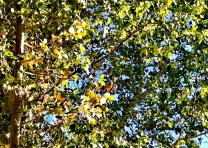 Black Cottonwood 2