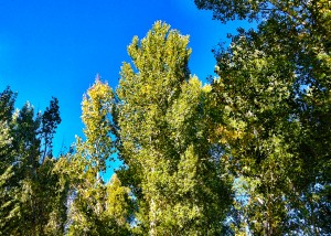 Black Cottonwood 3