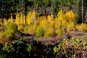 Near historic Walker Mine (10/14/12) Richard McCutcheon