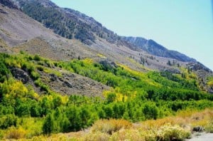 Mountain Glen Campground, above Bishop Creek Lodge (9/19/13) © Jared Smith