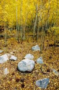 Aspen Grove, San Bernardino NF (10/12/13) Lisa Wilkerson-Willis