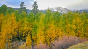 Lower Tioga Rd (10/19/15) Alicia Vennos