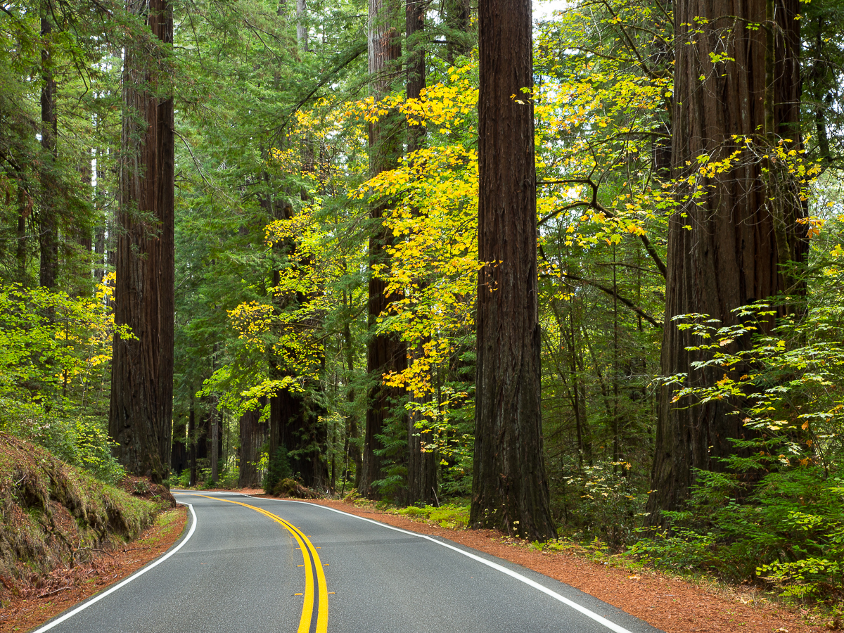 Avenue of the Giants Goes Gigantic California Fall Color Avenue of the Giants Goes Gigantic California Fall Color