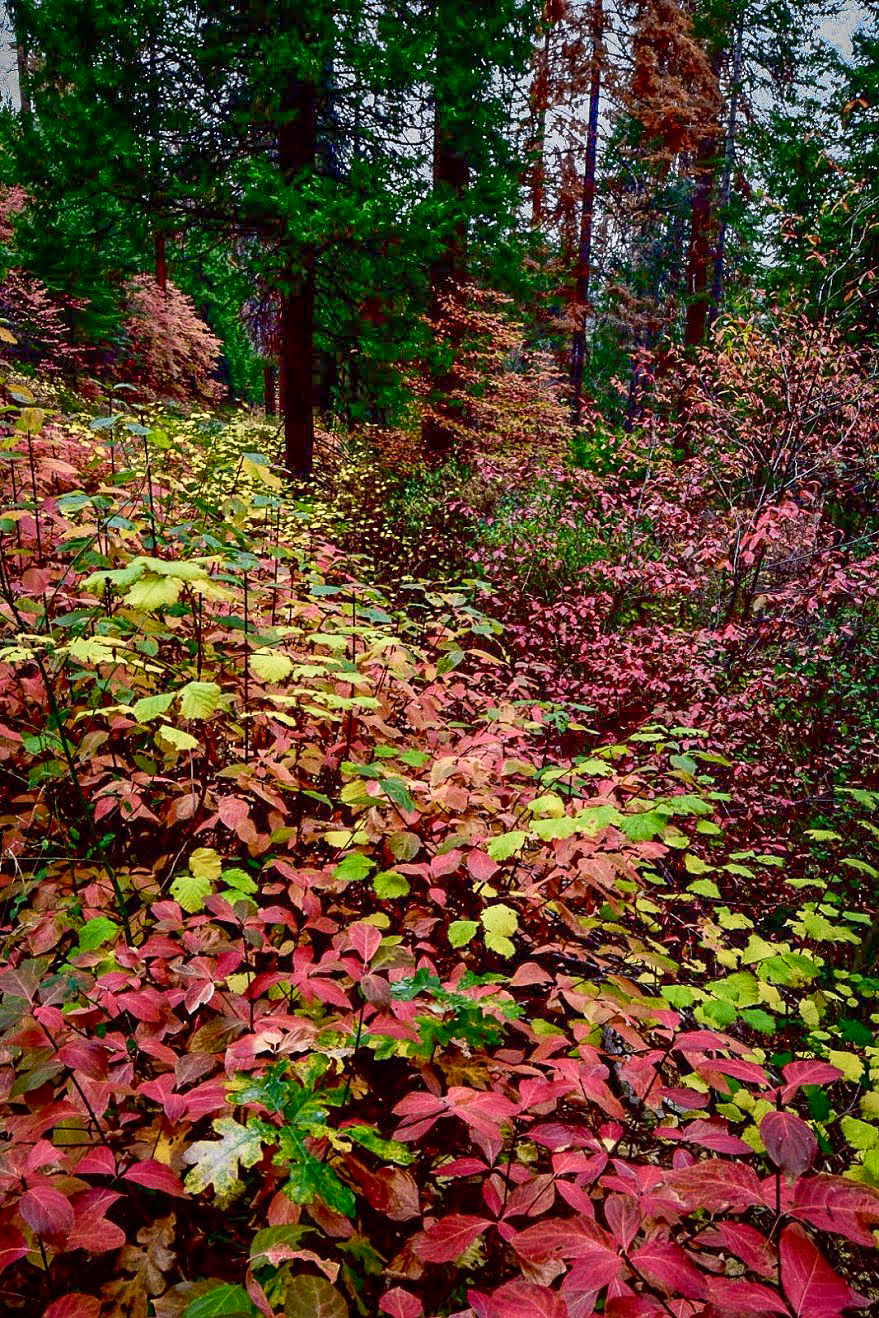 Sequoia National Park A Palette of Color California Fall Color — free download