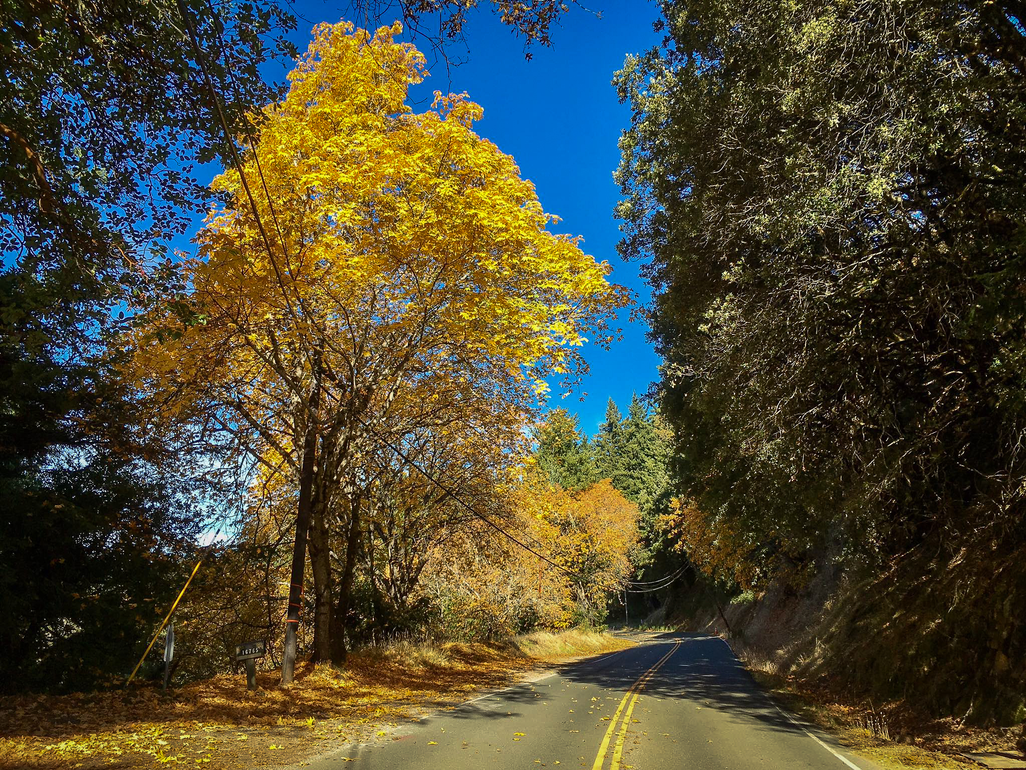 First Report: Sanborn County Park, Santa Cruz Mts. - California Fall Color