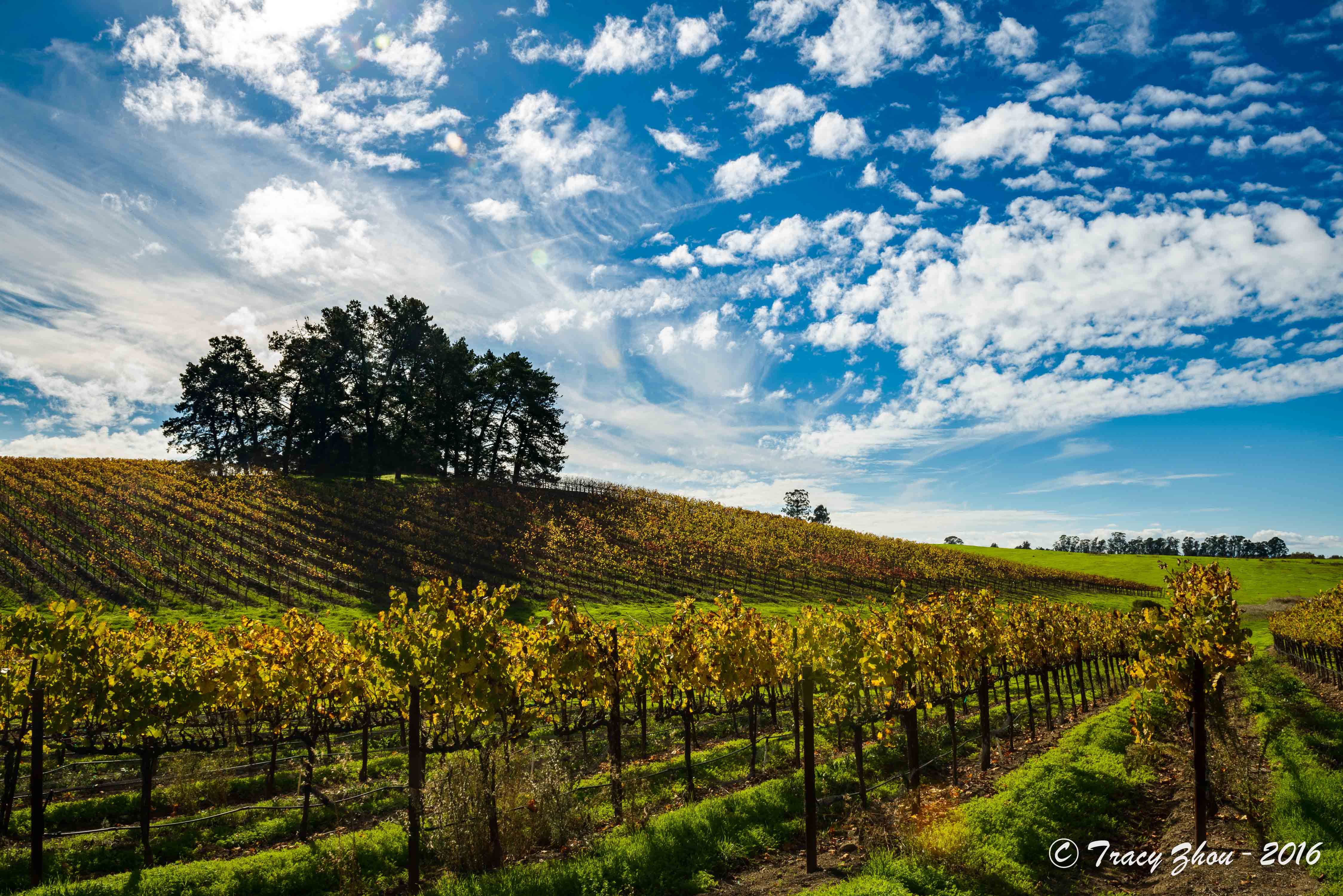 Napa Valley Events April 2025 Brigid Juanita