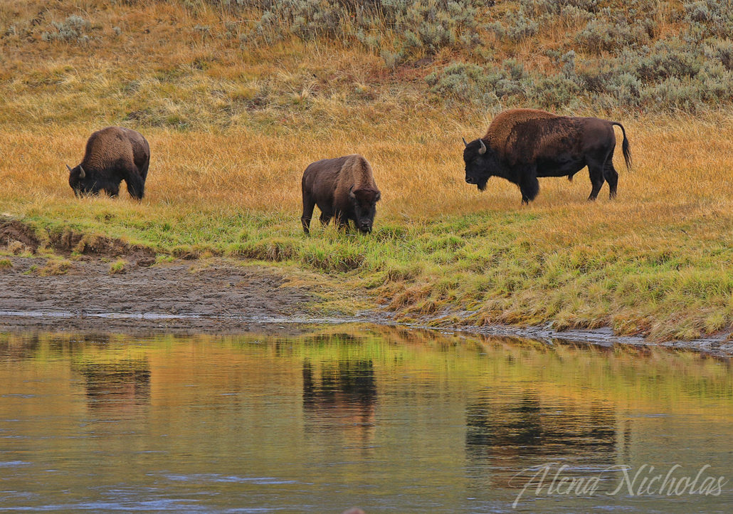 Special Report Yellowstone California Fall Color