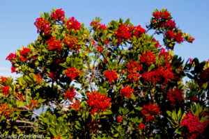 Toyon  (11/15/14) Sandy Steinman