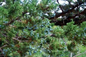 Juniper Berries (8/22/15) Alicia Vennos