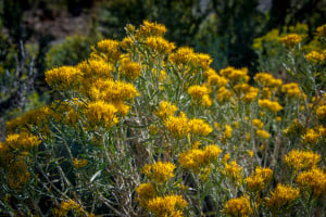 Rubber rabbitbrush, June Lake (8/25/15) John Poimiroo