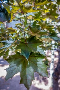 Autumn blaze maple (exotic), Agate Bay, Lake Tahoe (9/3/15) John Poimiroo