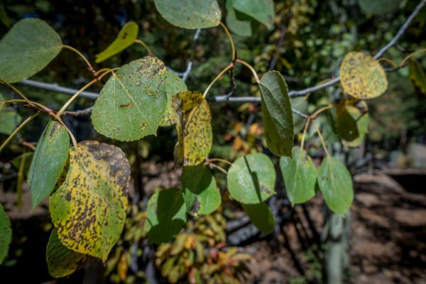 Black Leaf Spot Fungus, Quaking Aspen, North Lake Tahoe (9/3/15) John Poimiroo