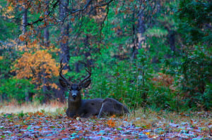 Mule Deer (11/11/14) Nicholas Barnhart