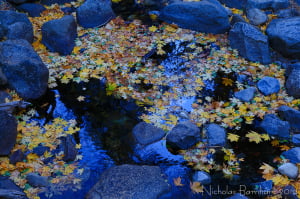 Fern Spring (11/11/14) Nicholas Barnhart