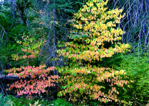 Dogwood, Mt. Palomar (11/3/14) Scott Turner