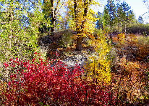 Dogwood, Doane Valley Nature Trail (11/16/14) Scott Turner