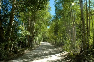 Poplars - North Lake Road