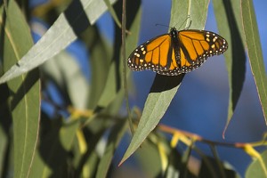 Monarch Butterfly (1/16/06)