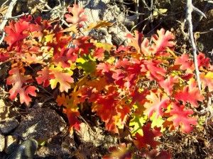 Oak Leaves - Deans Valley (10/29/09)
