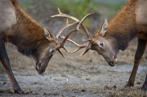 Roosevelt Elk Rut